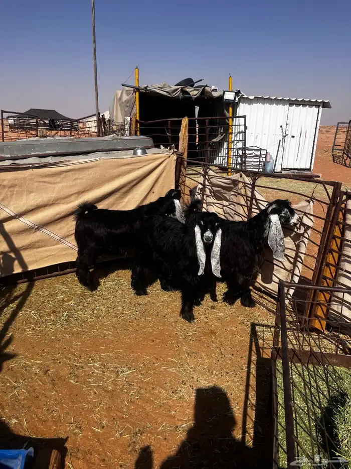 للبيع ثلاث جفرات شكر على حد الغلاق 1