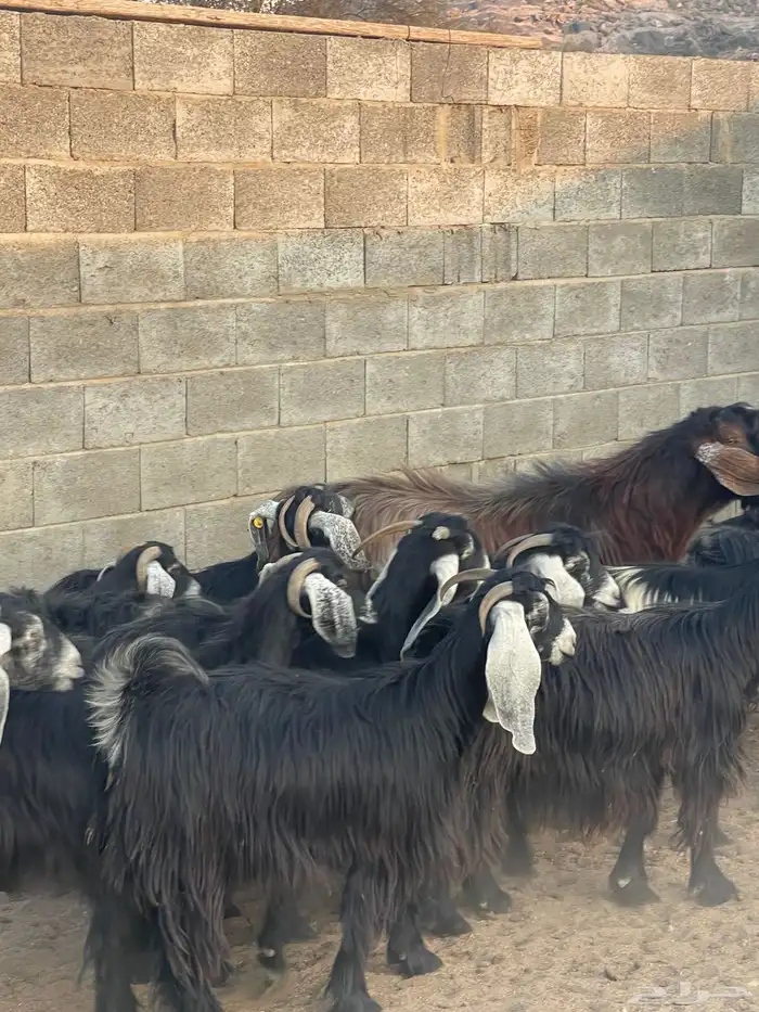 ضان دفع بفحلها معزا ذري بفحلها للبيع 1