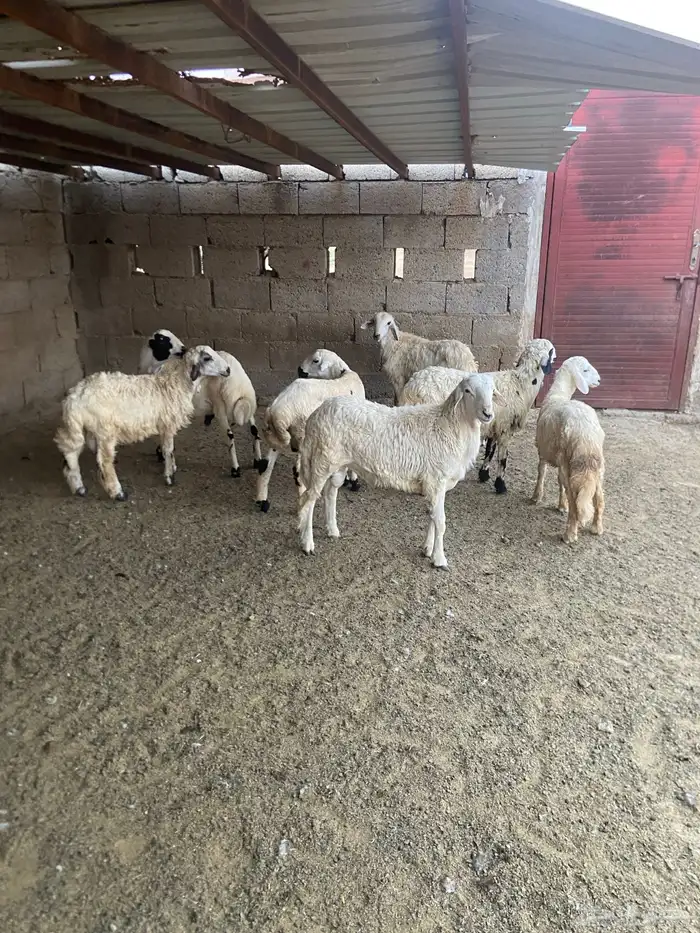 خرفان ذكور 2