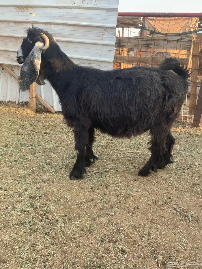 عنز عارضية دافع هاليومين ولاده 1