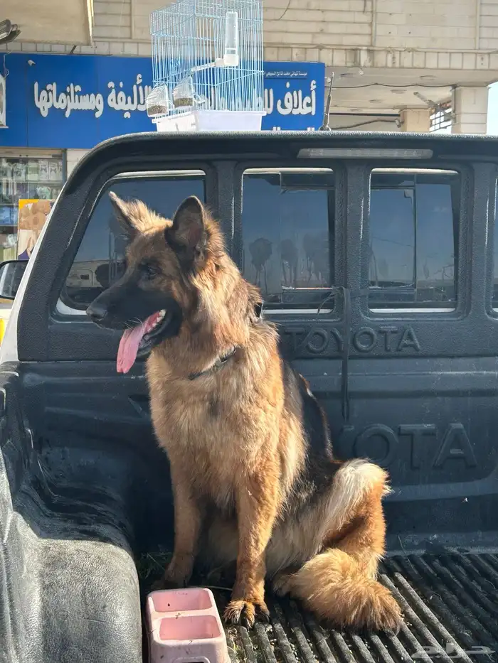 جيرمن شولاين حراسه 11