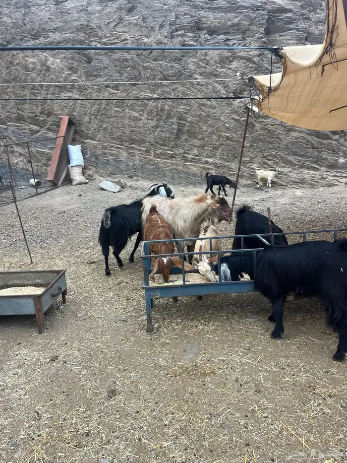 ماعزللبيع عوارض 2