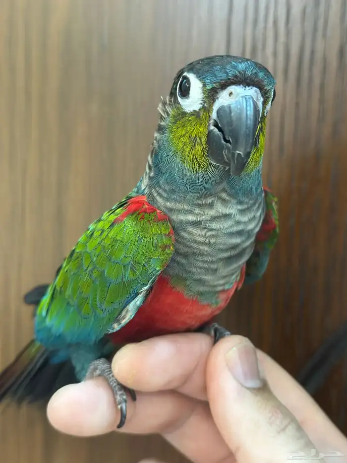 كنيور كريمسون اليف ومتكلم 3