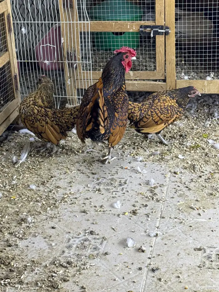 دجاج سبرايت 3