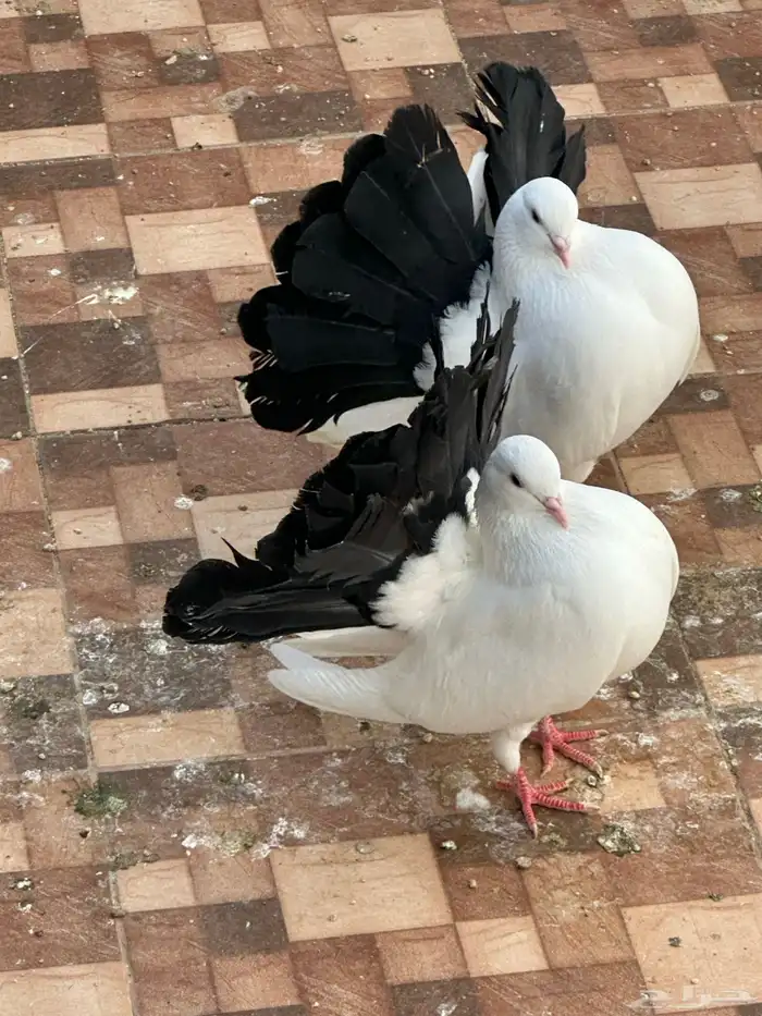 زوج رقاص هولندي مذيل 5