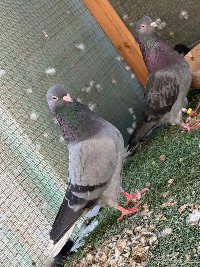 للبيع جوز قطايف تب وهذا فديو مطير الانثي 0