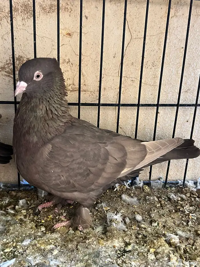 جوز حمام ايراني فارسي 3