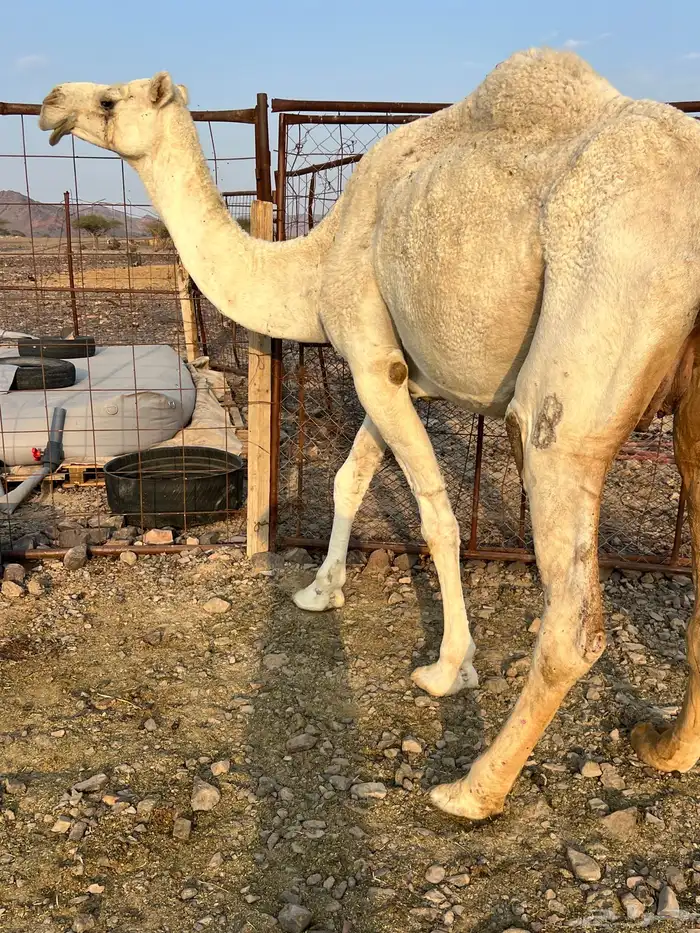 لقحه وضحاء ملاقي كفو ب 7500 تم البيع 1