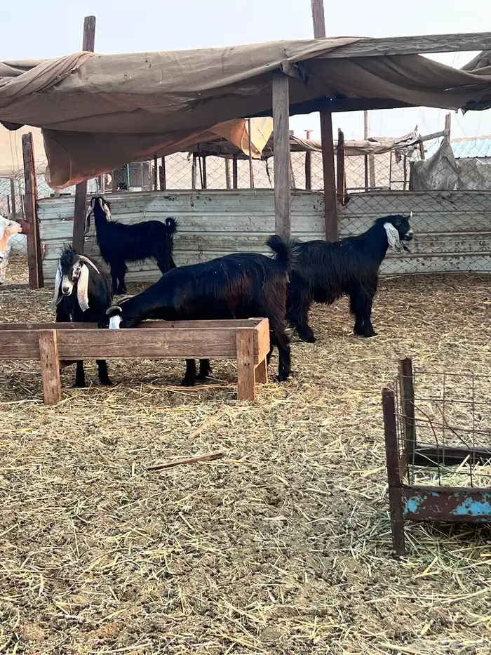 جفرات عوارض كايفه 6