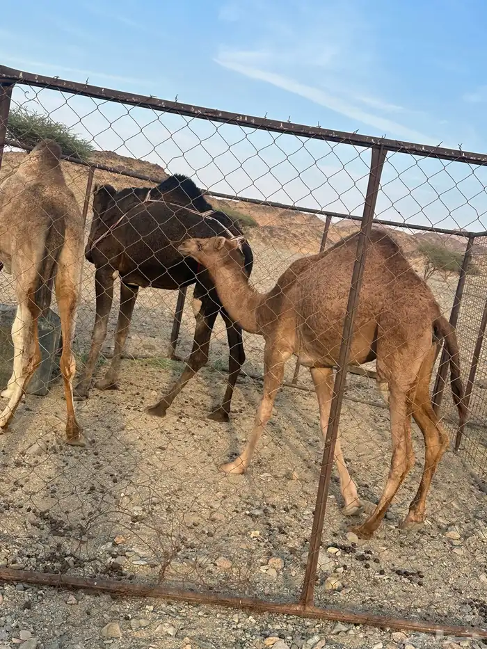 للبيع بكره جذعه وسوداء هذي بتنها بكره عمرها سنه وشهر مشروط 0