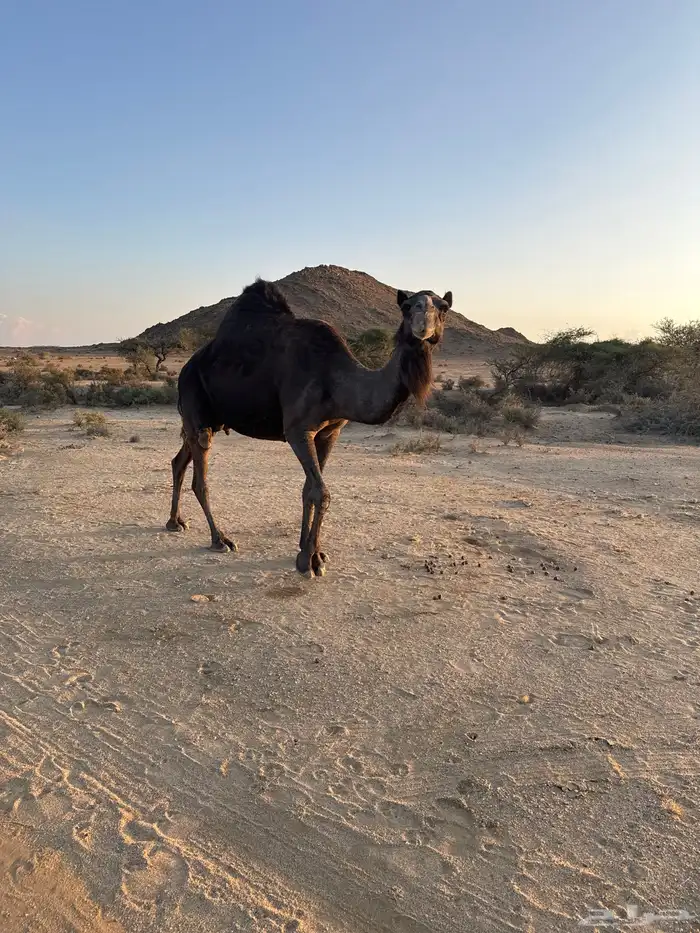 ناقه حايل ردوم للبيع 0