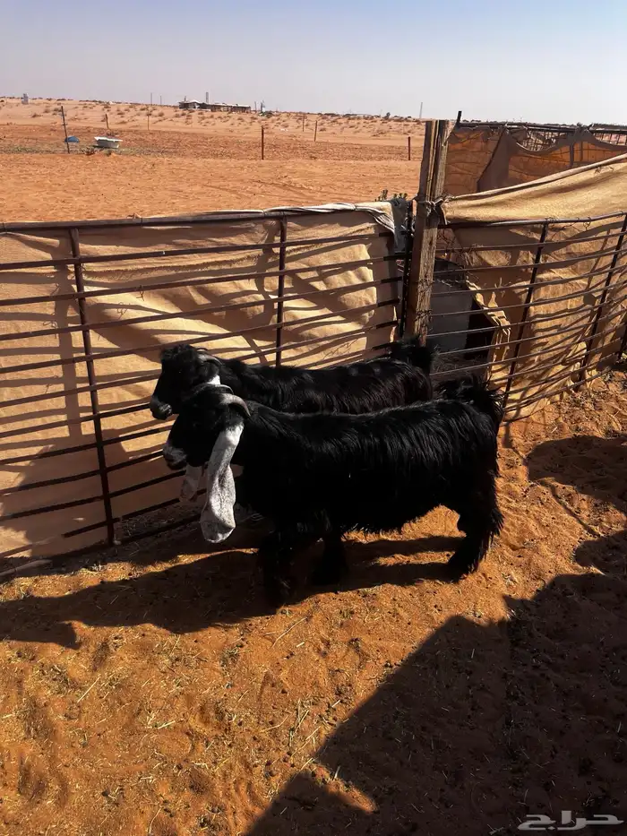 للبيع ثلاث جفرات شكر على حد الغلاق 6