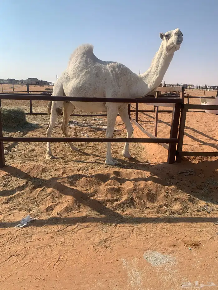 ضروبه وضحا طيبه 4