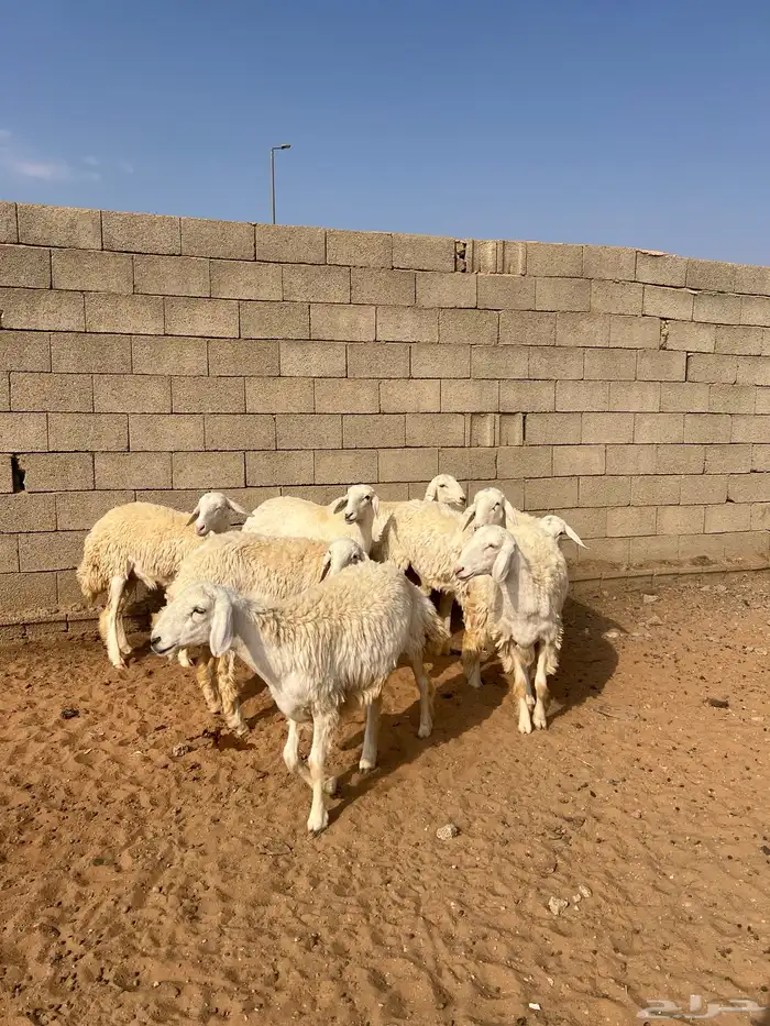 رخال حريات 8 شهور 3