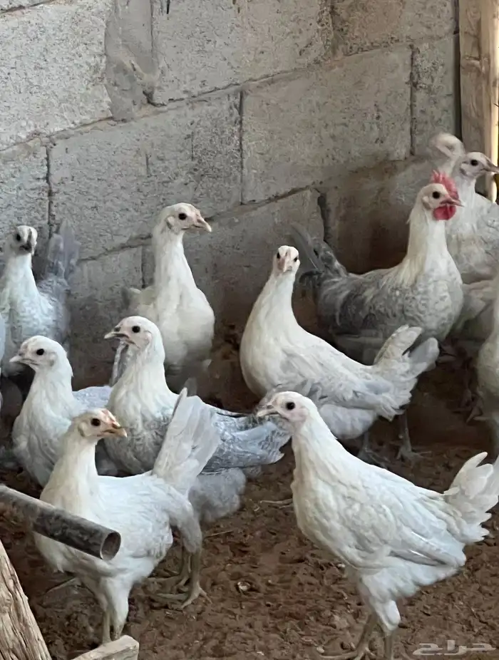 دجاج فيومي المنيوم العمر من خمس اشهر الى سته للمربين فقط 9