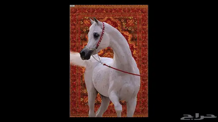 لوحات جداريه 11