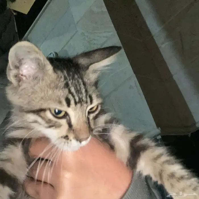 قط صغير للتبني المستعجل 1