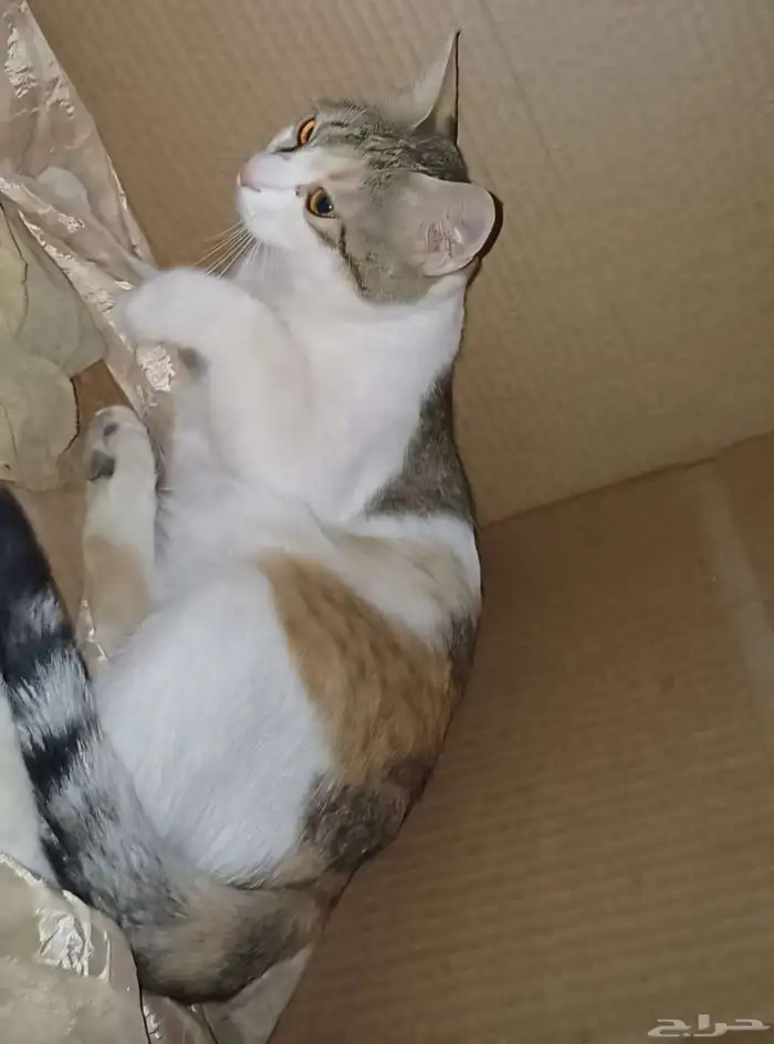 قطط لي التبني بشرط مخافت الله فيهم التواصل علي موقع حراج 1