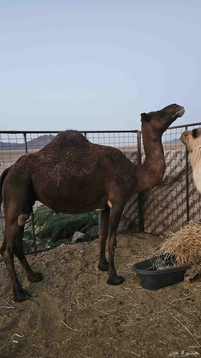 أعرض لكم ناقه لقحه مصفر طيبه 1