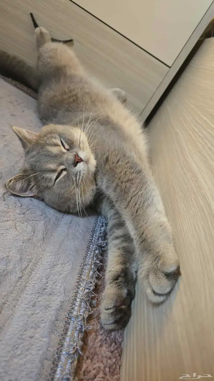 قط سكوتيش ستريت للبيع 3