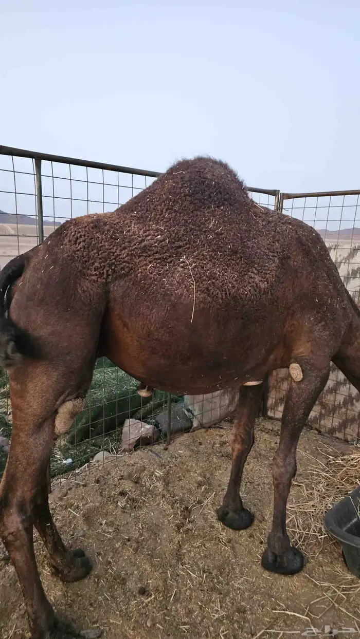 أعرض لكم ناقه لقحه مصفر طيبه 3