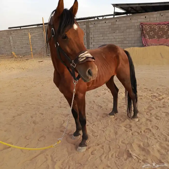 حصان للبيع 3