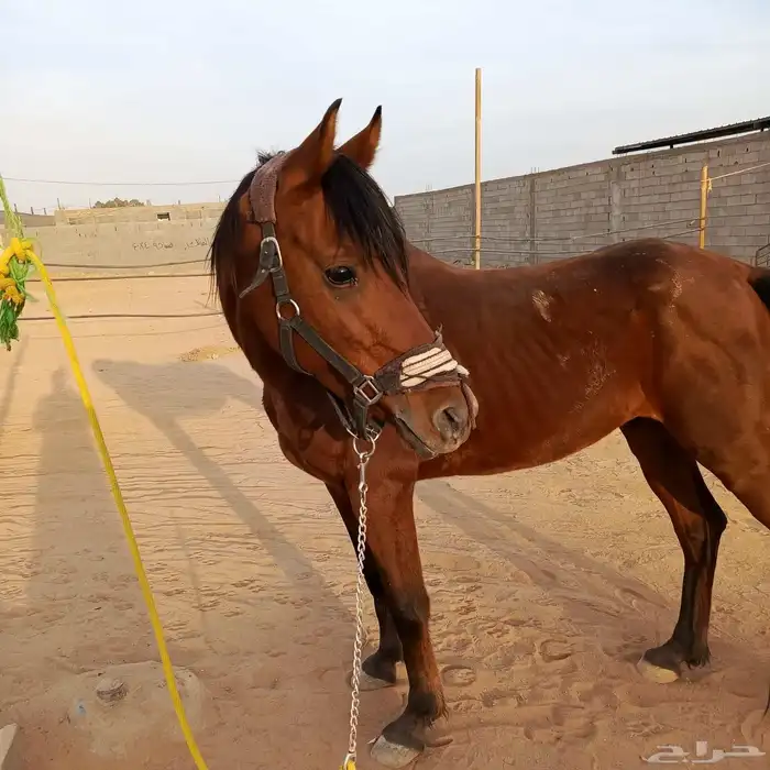 حصان للبيع 1