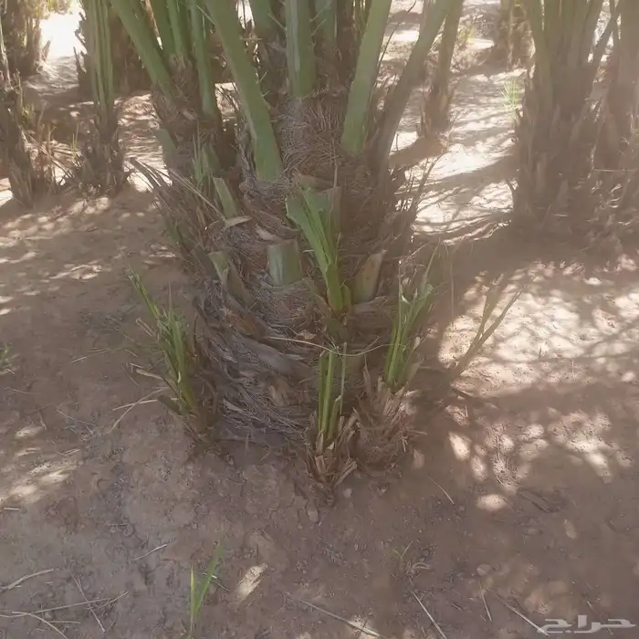 نخيل نوايع شمشوله حوشانه نبتت الحصان خلاص ملوكي فاخر 4