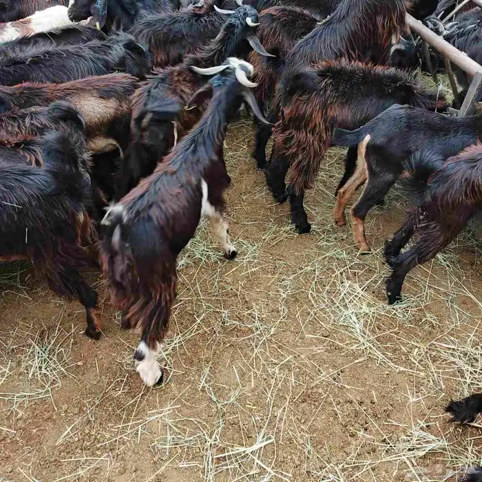 يوجد تيوس ممتازه لعدد 150 راس 3