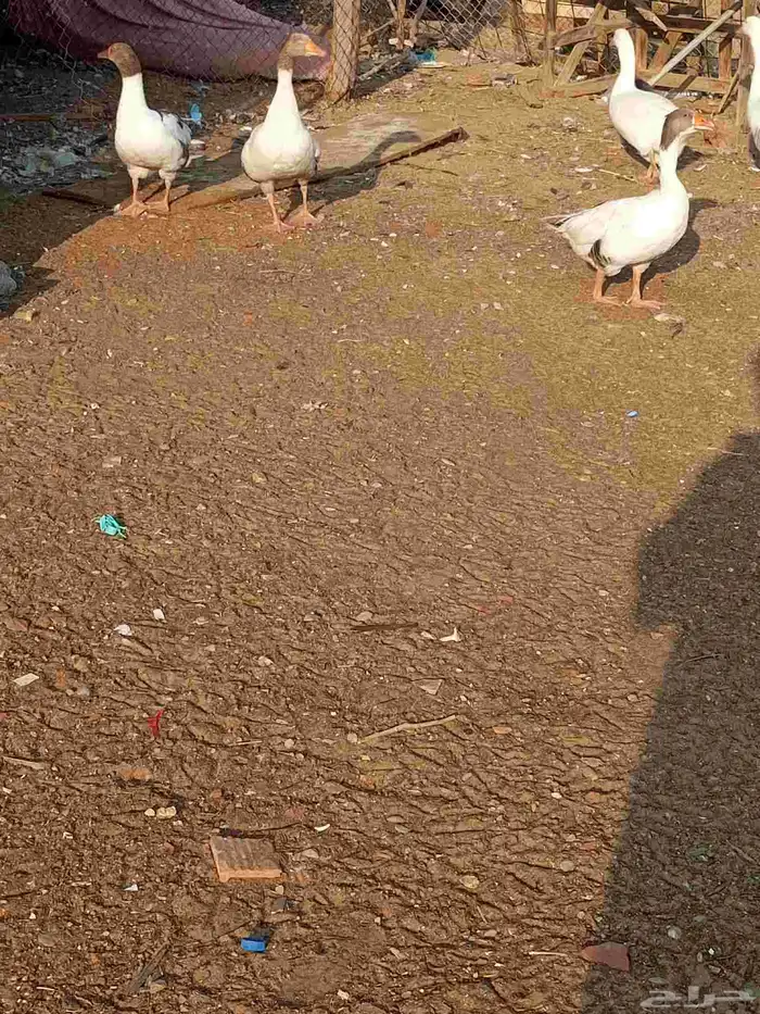 للبيع وز المظيلف 8