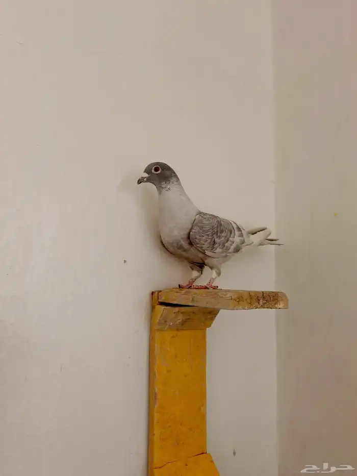 اناث حمام زاجل 6