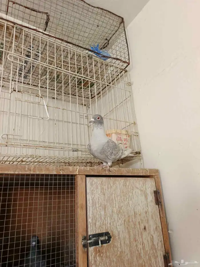 اناث حمام زاجل 7