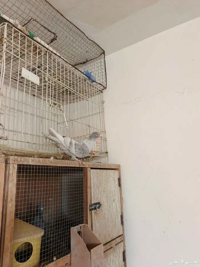 اناث حمام زاجل 4