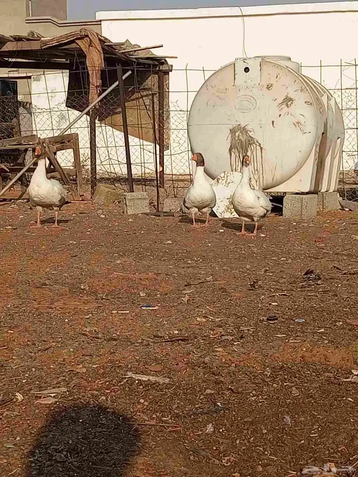 للبيع وز المظيلف 2