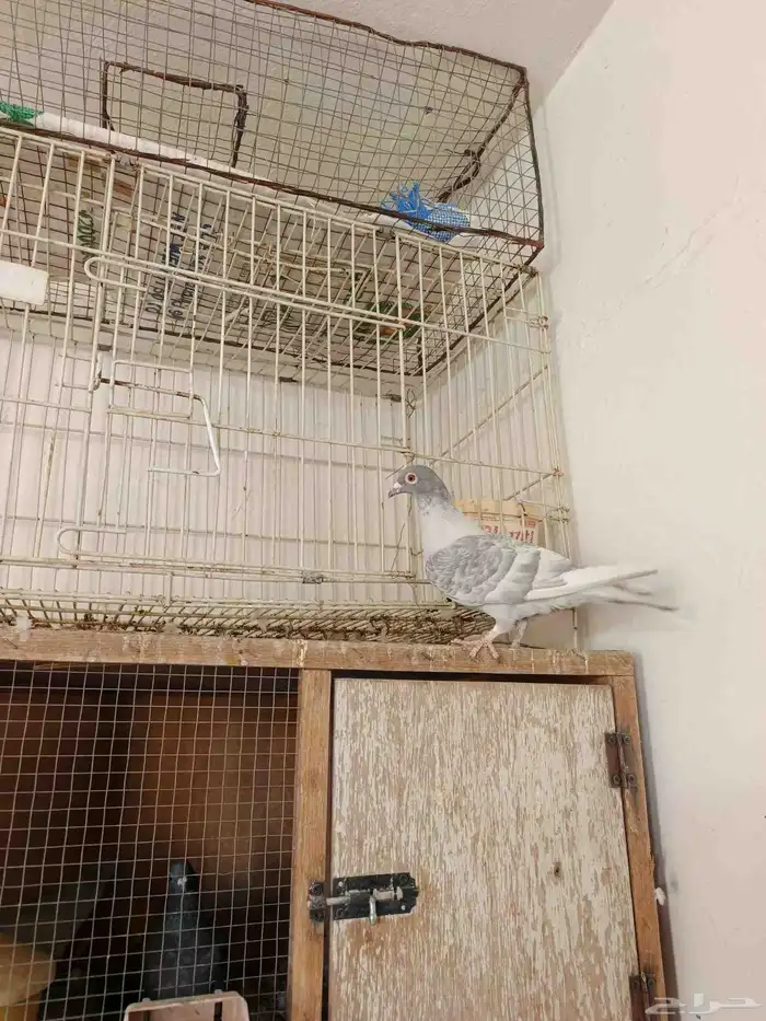 اناث حمام زاجل 5