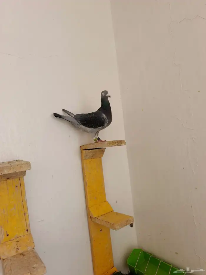 اناث حمام زاجل 0