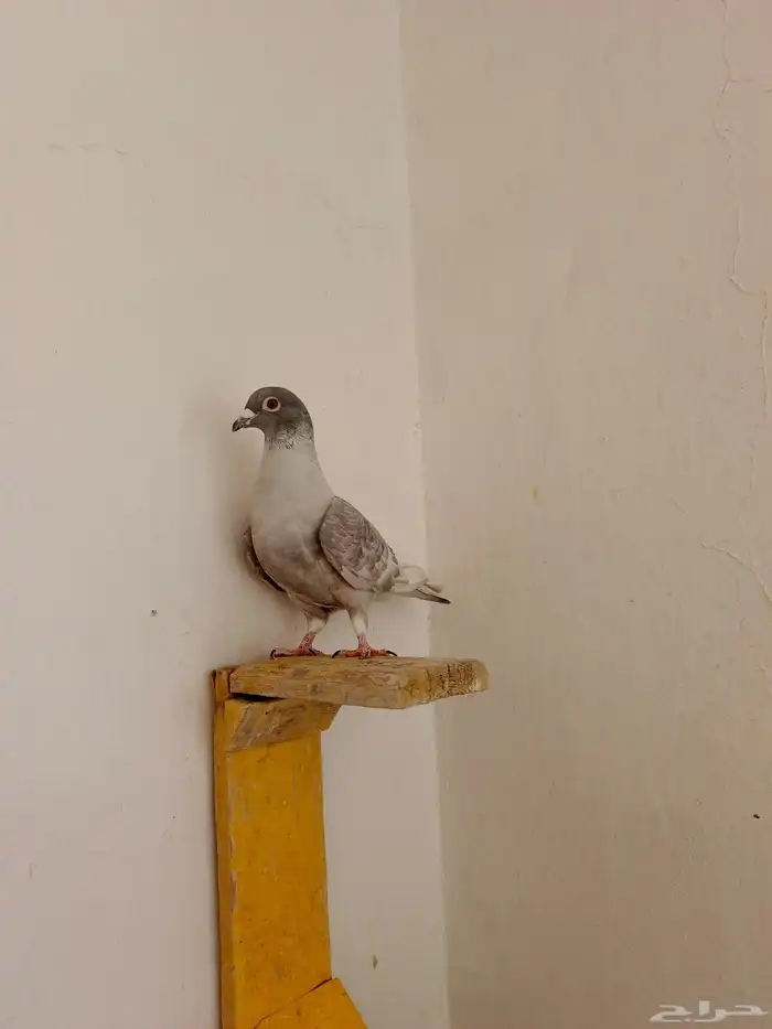 اناث حمام زاجل 3