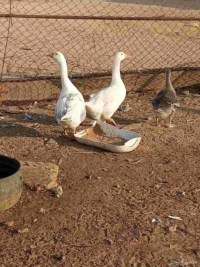 للبيع وز المظيلف 6