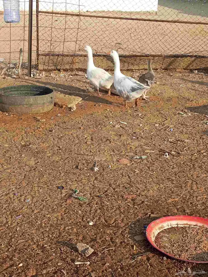 للبيع وز المظيلف 5