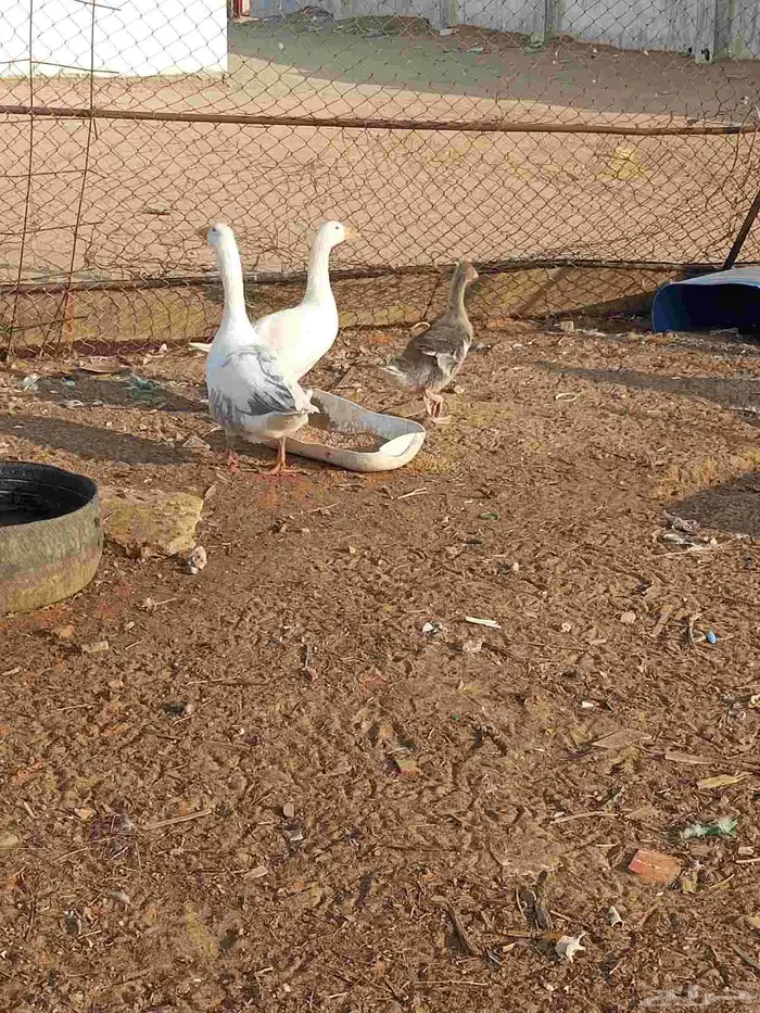 للبيع وز المظيلف 4