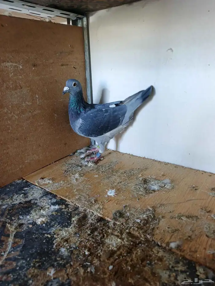 اناث حمام زاجل 1