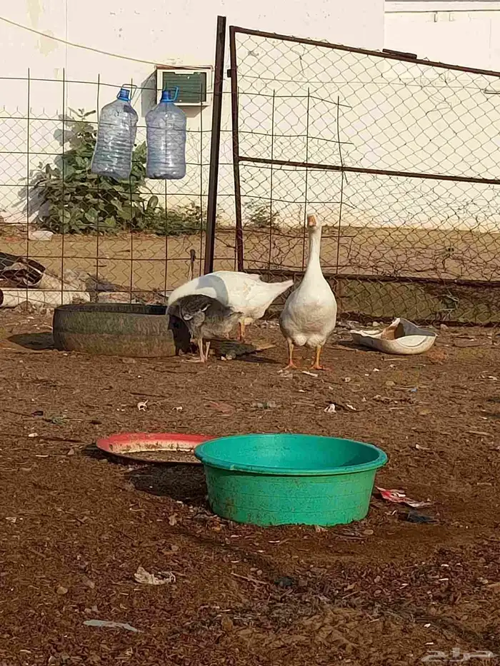 للبيع وز المظيلف 3