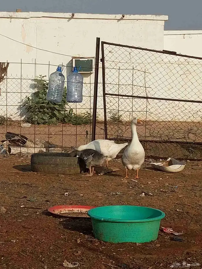 للبيع وز المظيلف 1