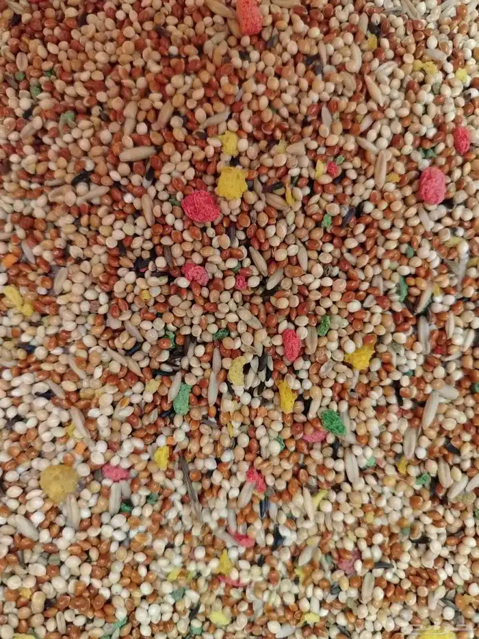 اكل بلبيل.و. وطيور واكل قطط 8