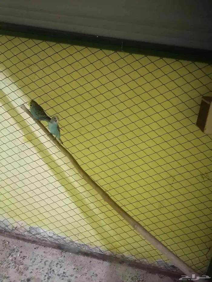 للبيع عصفير حب شرط منتجين الحد80 الموقع الأحساء جواثا 3