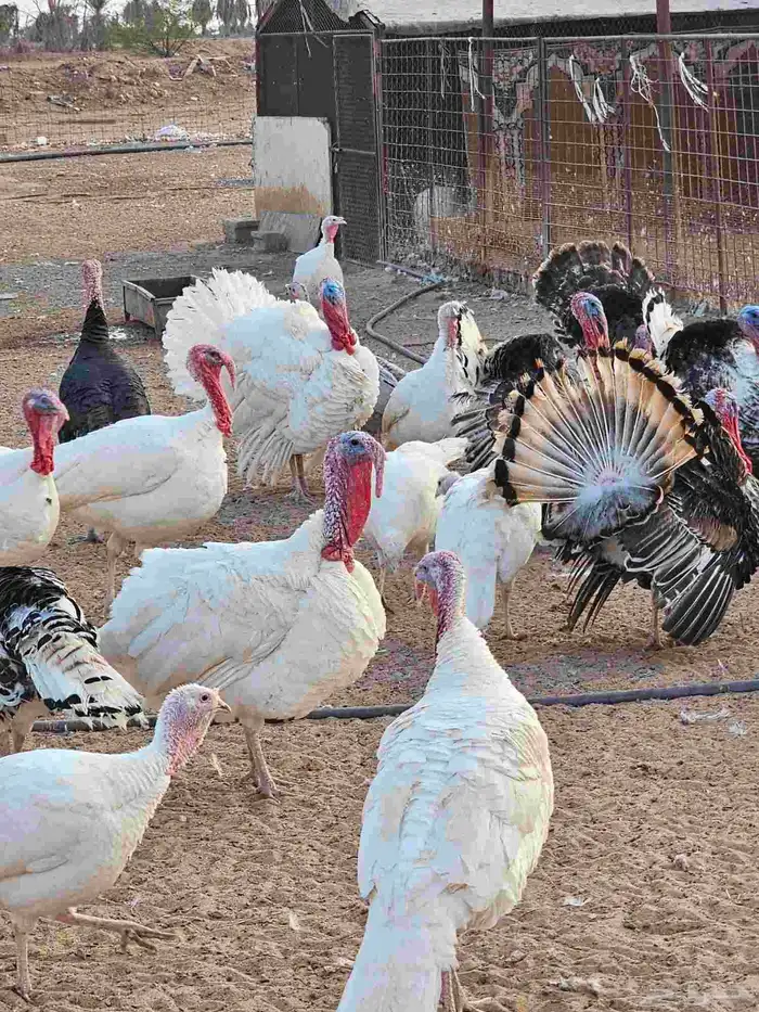 دجاج رومي للبيع 1