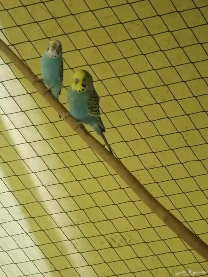 للبيع عصفير حب شرط منتجين الحد80 الموقع الأحساء جواثا 0