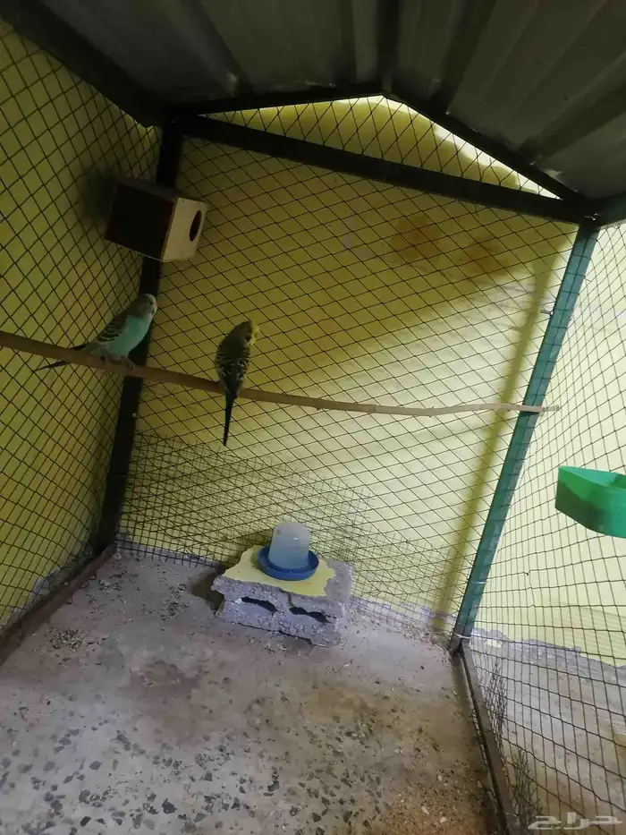 للبيع عصفير حب شرط منتجين الحد80 الموقع الأحساء جواثا 6