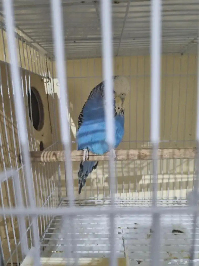 انثى بادجي منتجه 1