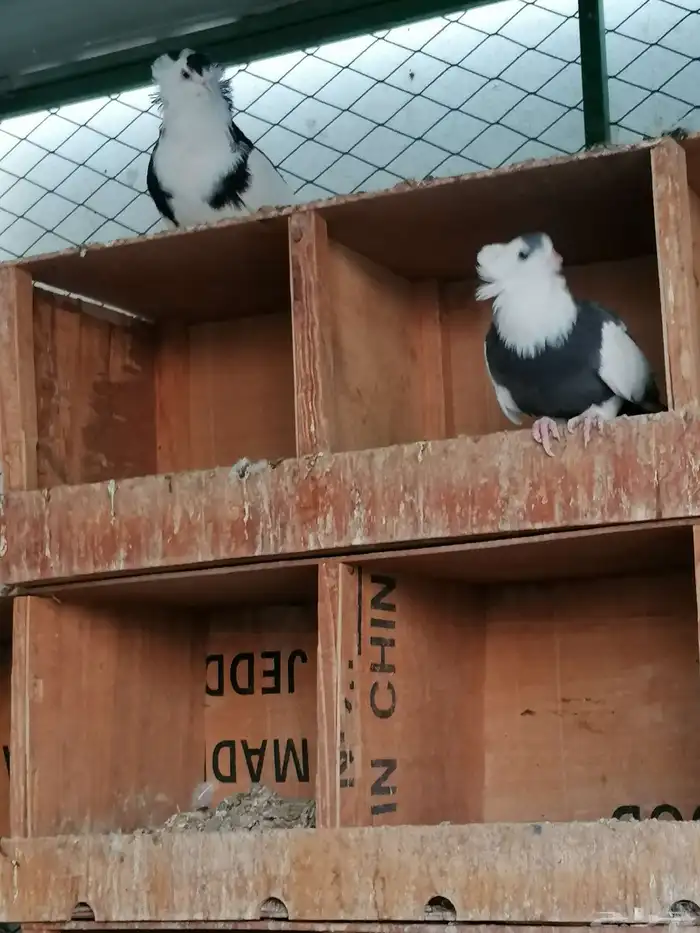 حمام بلغاري عبسي 6